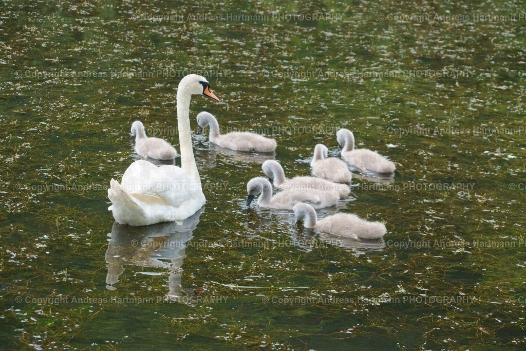 Schwanenfamilie | Schwanenfamilie - Realisiert mit Pictrs.com