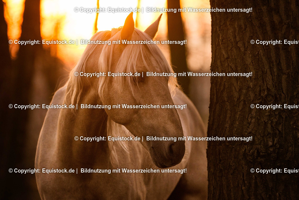 TS_20161221_Pferd_Sonnenuntergang_0003 | equistock