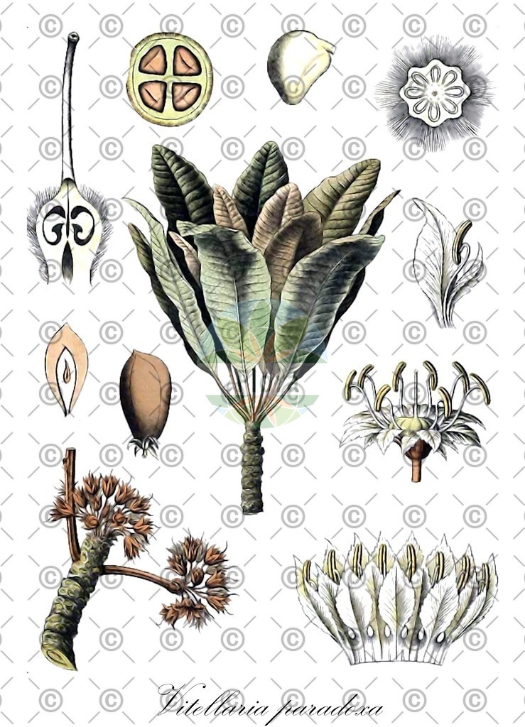 HistAbb_wfo-0000025736_1_ENZY_Simple | Historische Abbildung von Vitellaria paradoxa - Sapotaceae | Historical Illustration of Vitellaria paradoxa - Sapotaceae