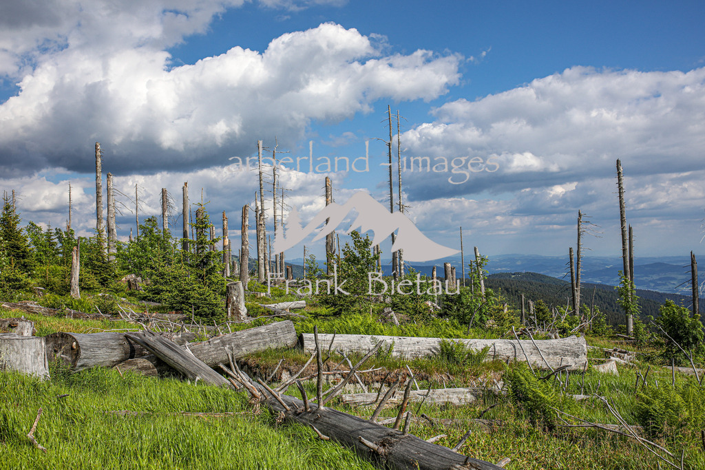 OE7A4074 | Stürme und Borkenkäfer haben dem Wald im Bayerischen und Böhmischen Wald stark zugesetzt. Die Schäden sind gewaltig und unübersehbar. Mehr und mehr breitet sich Jungwuchs und damit neuer Wald in den Höhenlagen aus