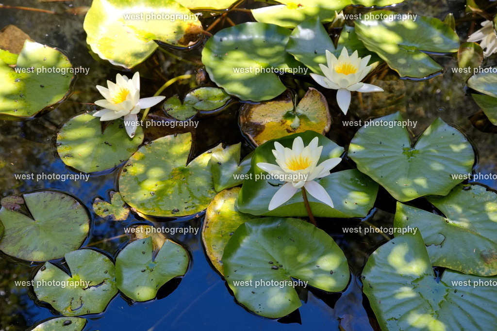 Water Lily - NZL 2024 | west photography - Realisiert mit Pictrs.com