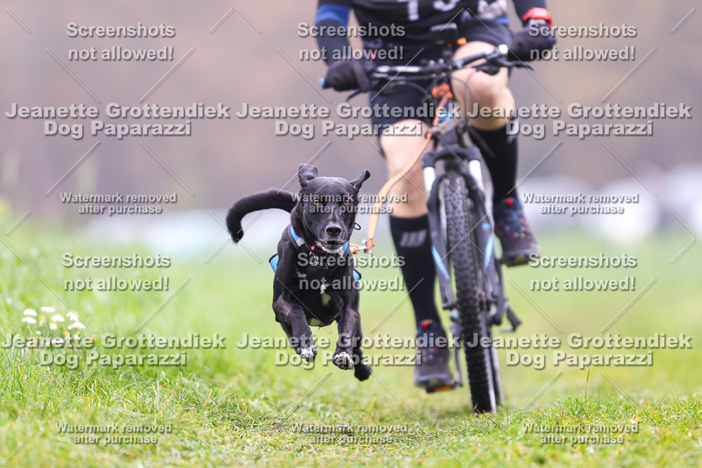 Dog Paparazzi - Visbeck 25 -208 | Dog Paparazzi Jeanette Grottendiek Fotografie & Videografie