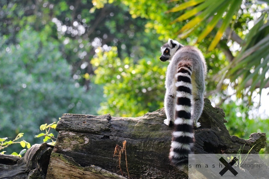 Lemur looking left | smash-photography.com