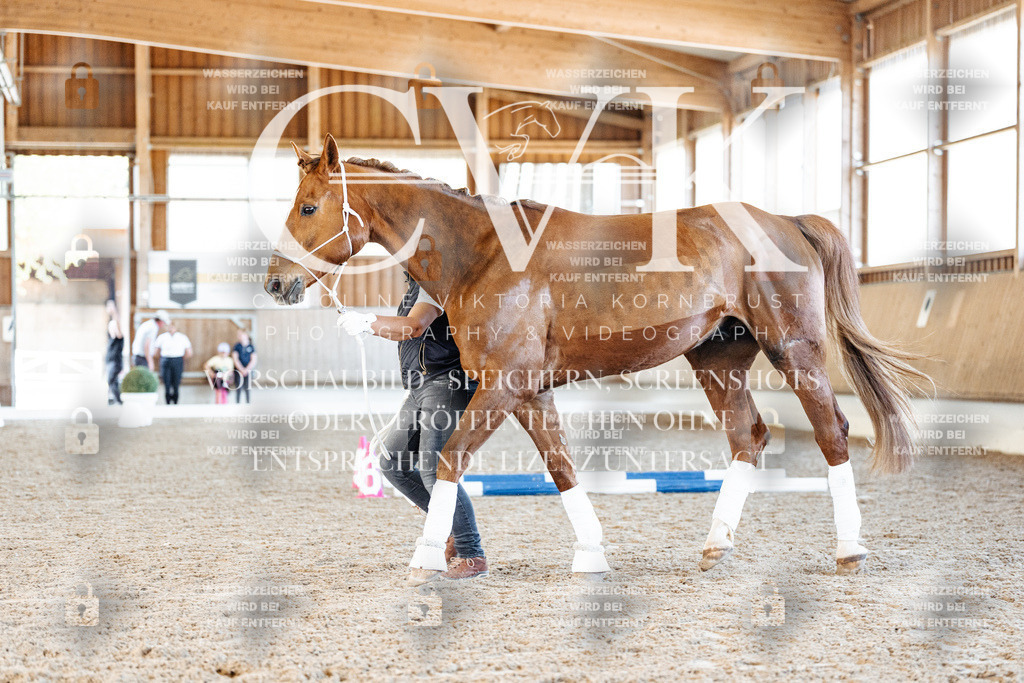 CK906148 | Turnierfotografie Pferdefotografie Trier Rheinland-Pfalz Pferdesport Reitsport Tierfotografie Sportfotografie Pferdevideo Pferdevideografie Equestrianvideography equestrianphotography  - Realisiert mit Pictrs.com