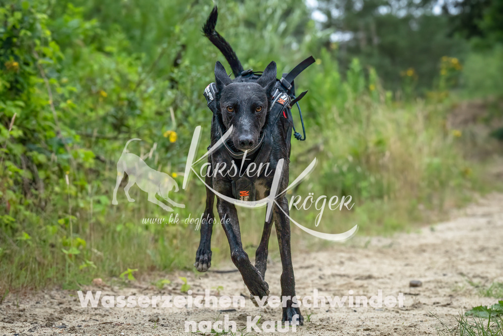 1216_ZZ91828-Bearbeitet | kk-dogfotos