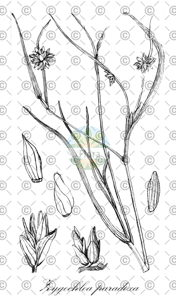 HistAbb_wfo-0001146211_1_ENZY_Simple | Historische Abbildung von Zygochloa paradoxa - Poaceae | Historical Illustration of Zygochloa paradoxa - Poaceae