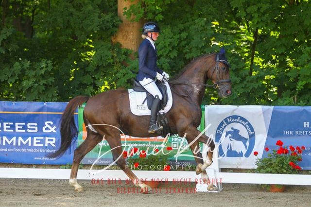 DKP42237 | Turniersportfotografie; Pferdefotografie; Dressurfotografie