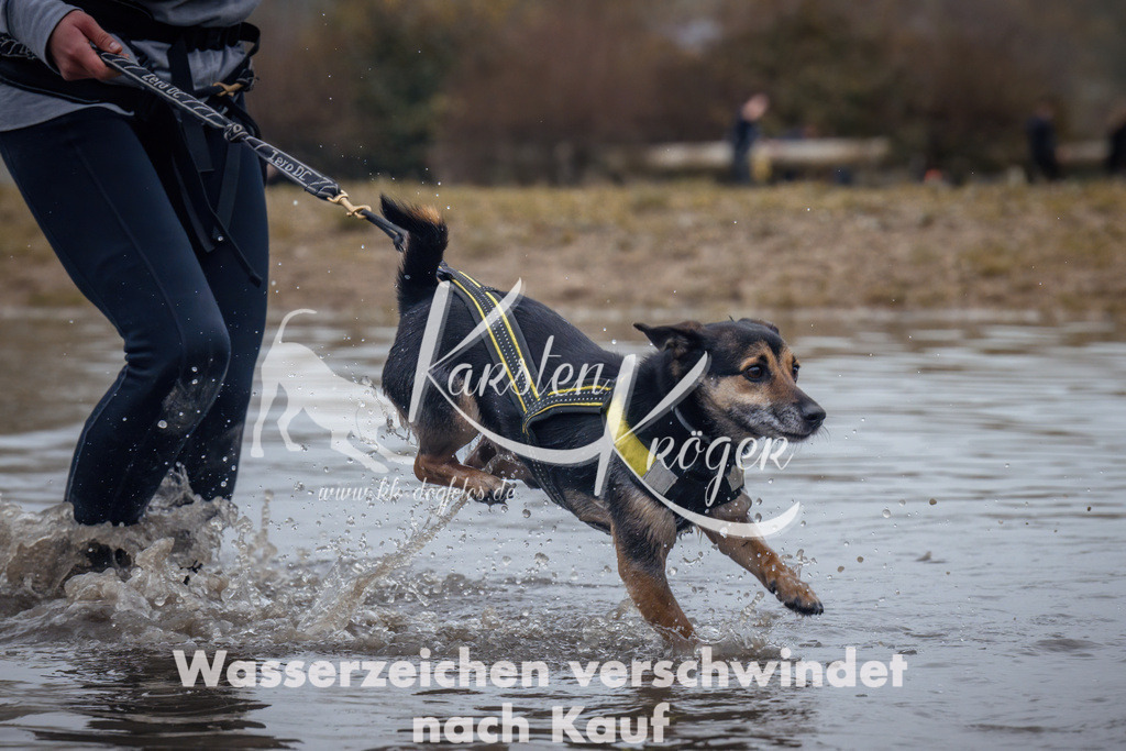 1304_ZZ92570 | kk-dogfotos