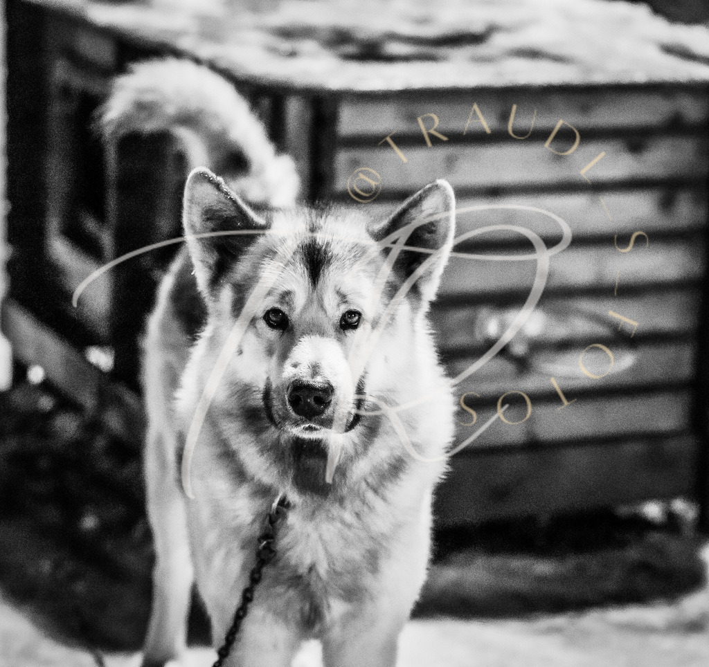 0FB6B70B-43DA-4B5F-88FF-A376BA50FBDF | traudl_s_fotos