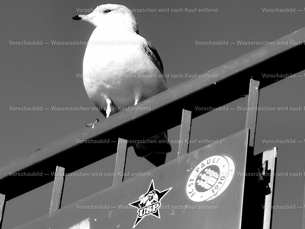 Möwe | sie beobachtet die Touristen an den Hamburger Landungsbrücken - Realisiert mit Pictrs.com