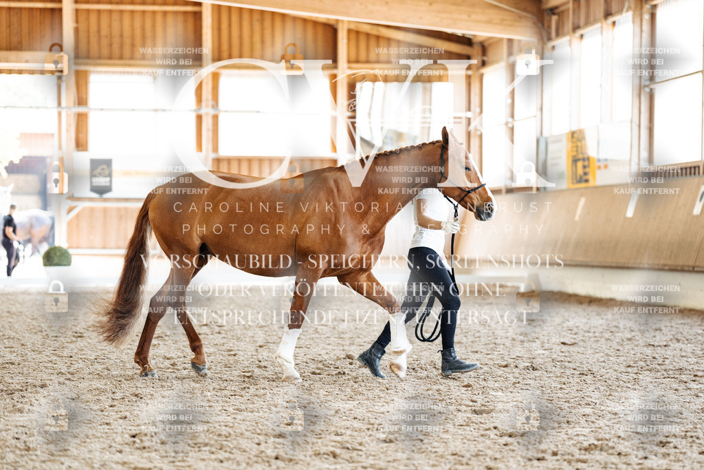 CK907622 | Turnierfotografie Pferdefotografie Trier Rheinland-Pfalz Pferdesport Reitsport Tierfotografie Sportfotografie Pferdevideo Pferdevideografie Equestrianvideography equestrianphotography  - Realisiert mit Pictrs.com