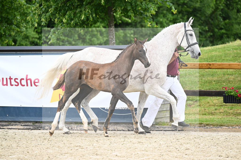 Kat-Nr. 42 SF Benicio_Rudolph_17231556 | hf-fotografie - Realisiert mit Pictrs.com