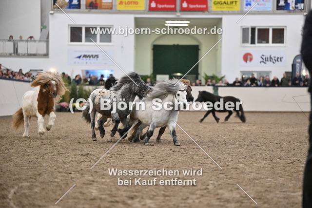 Shetlandponyhengste_974_5598 | Björn Schroeder Pferdefotografie