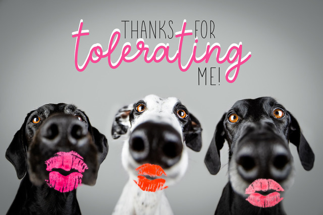 Thanks! | Lizbeth Hundefotografie