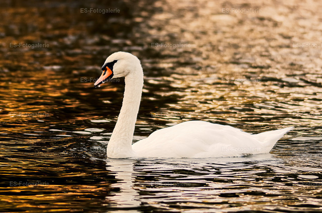 Schwan im Abendlicht