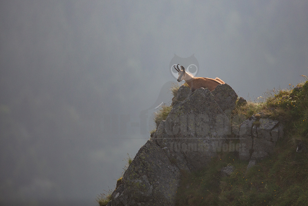 20130705075556 | Die Gemse ( Rupicapra rupicapra ) ist ein Huftier, das dank seiner aussergewöhnlichen Anpassungsfähigkeit den extremen Lebensbedingungen im Gebirge gewachsen ist. Die Gemse vereint auf eindrückliche Art Widerstandskraft, Gewandtheit und Robustheit. Während sie früher in die schwer zugänglichen Gebirgsmassive zurückgedrängt wurde, ist sie heute in Wäldern mittlerer Höhe und gar in tiefen Lagen stark verbreitet. - Realisiert mit Pictrs.com
