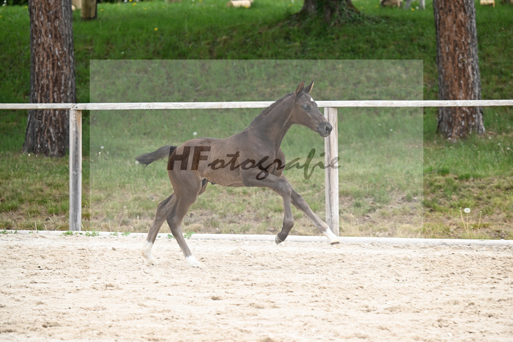 Kat-Nr. 23 HF Be my Dancer x De Niro_Eder_24260549 | hf-fotografie - Realisiert mit Pictrs.com