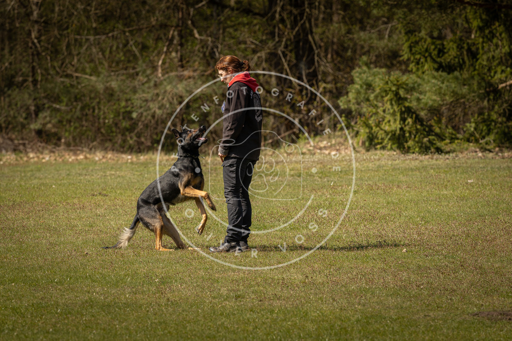 Pfotenfotografie_DV3A0952 | Hundefotografie, Tierfotograf, Pfotenfotografie, Fotoshooting Hund, Hunde Portrait, Hundesport, Hundeportraits, Heideshooting, Hunde, Sportfotograf, Hundefotograf, Turnierhundsport, THS,  - Realisiert mit Pictrs.com