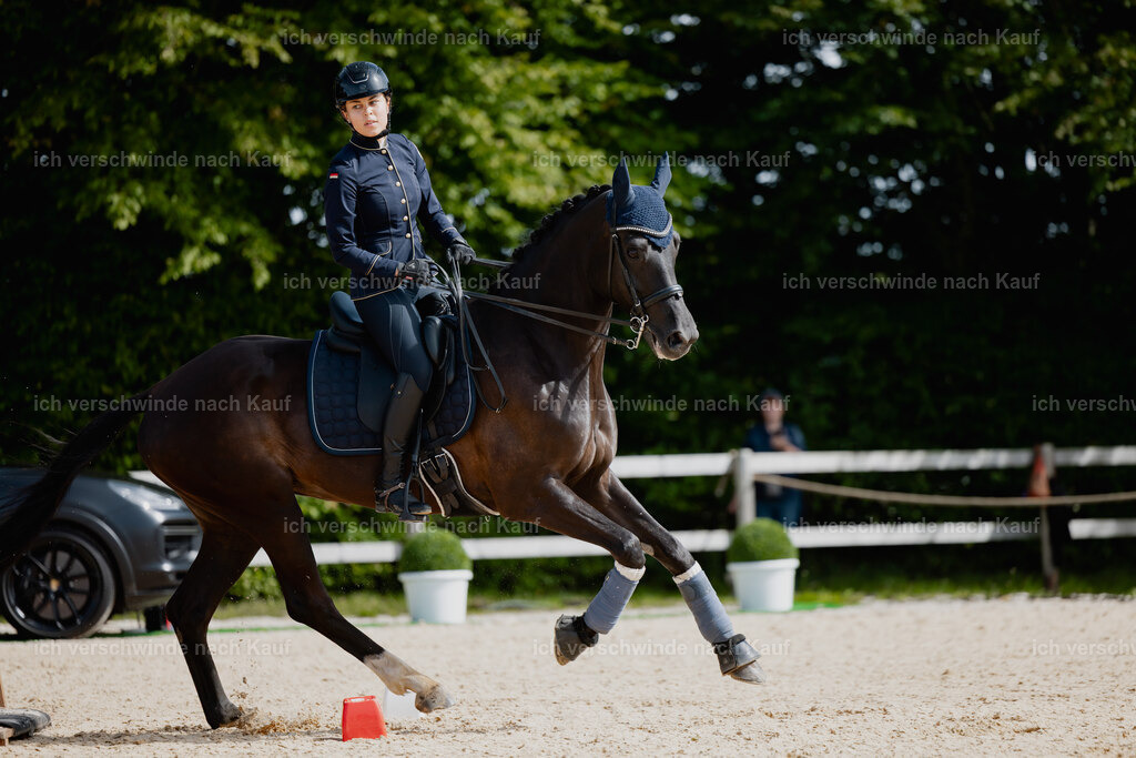Leonie24_FHC2025-51 | working equitationturnier fotograf videograf stoibphotography marixx film working equitation deutschland reitsport turnierfotografie eventfotografie equestrian events