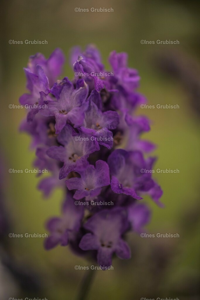Lavendel | Lila Lubbenbomm - Artwork by Ines Grubisch - Realisiert mit Pictrs.com