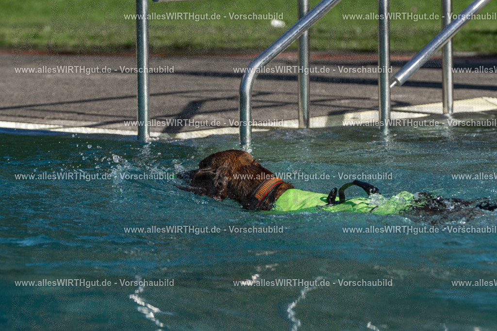 Hundeschwimmen_Volksbad_2026-allesWIRTHgut_Tierfotografie-2609061610-FAY07405 | Professionelle Tierfotografie in Mönchengladbach von Daniel Wirth (allesWIRTHgut). Liebevolle & natürliche Bilder von Hunden & Katzen für unvergessliche Erinnerungen.