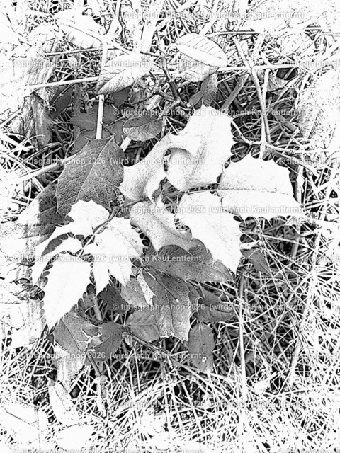 titusgraphy_IMG_2936_pe-02 | titusgraphy-shop: Geschenkideen mit Qualitätsfotos. titusgraphy-shop: gift ideas with quality photos. titusgraphy-shop: idées cadeaux avec photos de qualité.  - Realisiert mit Pictrs.com