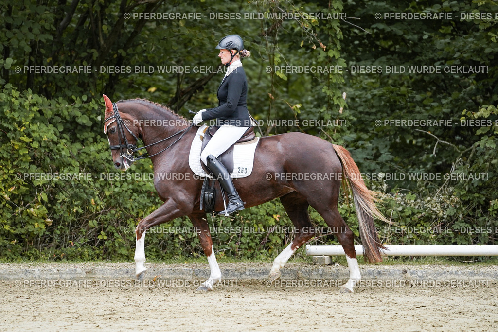 DSC09928 | Pferdegrafie