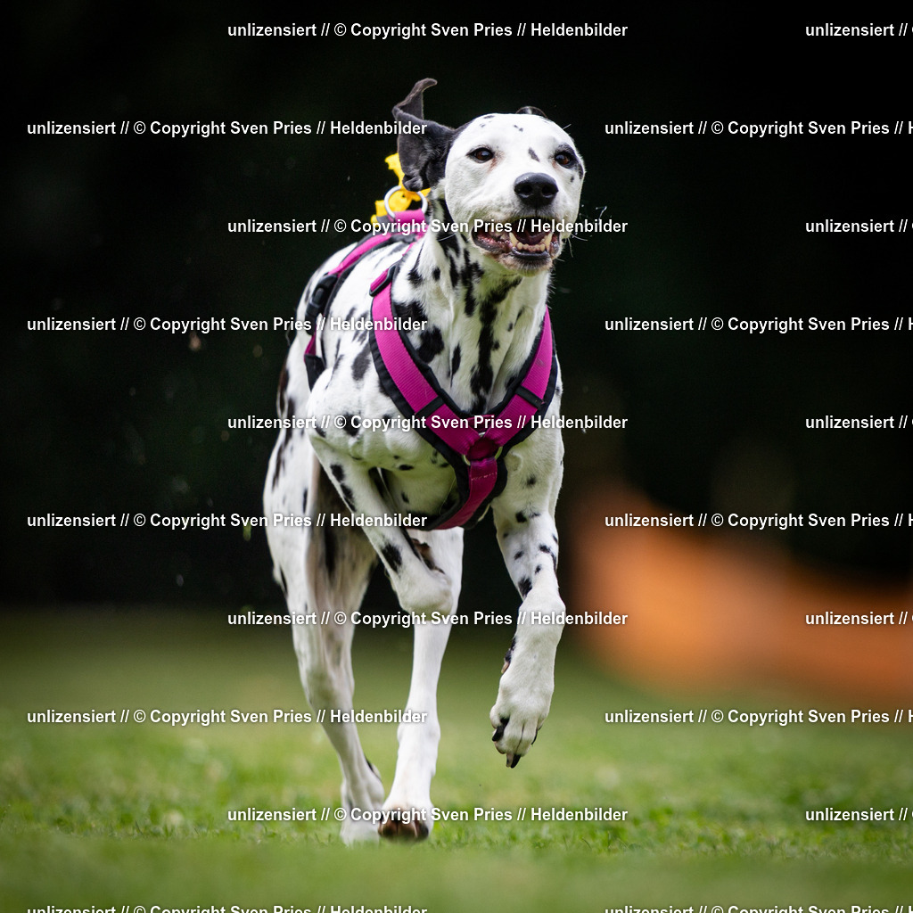 Sven Pries | 19. Allgemeines Hunderennen Karlsruhe Durlach - Realisiert mit Pictrs.com