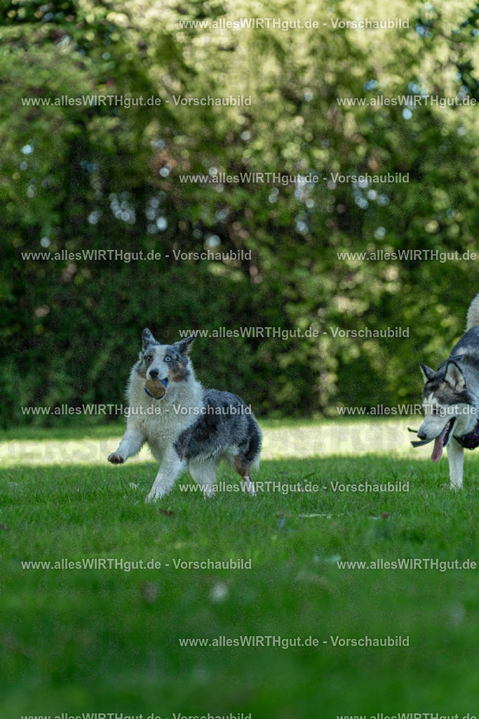 Hundeschwimmen_Volksbad_2026-allesWIRTHgut_Tierfotografie-2609061327-7R500827 | Professionelle Tierfotografie in Mönchengladbach von Daniel Wirth (allesWIRTHgut). Liebevolle & natürliche Bilder von Hunden & Katzen für unvergessliche Erinnerungen.
