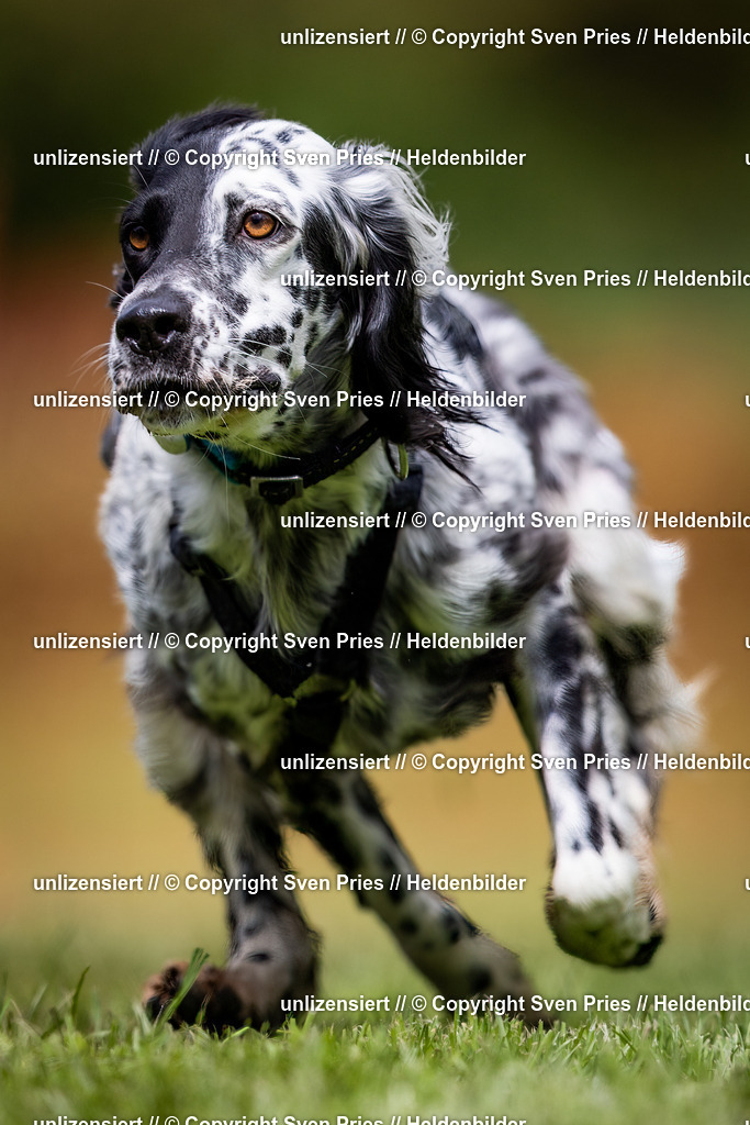 Sven Pries | 2024-04-21 - Hunderennen Baden-Oos
Foto: Sven Pries - Realisiert mit Pictrs.com