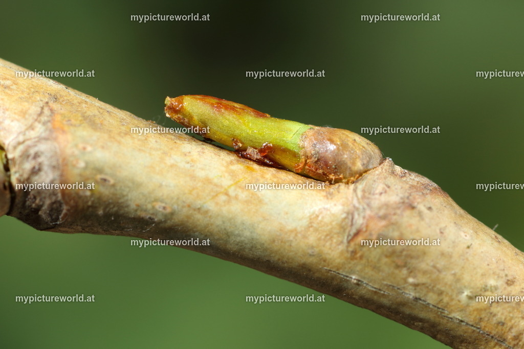 Schwarzpappel-001 | Das Bilderarchiv über Tiere, Planzen und Landschaften. In der Bilddatenbank finden Sie ein große Auswahl an hochwertigen Bilder für Ihre Werbung - Realized with Pictrs.com