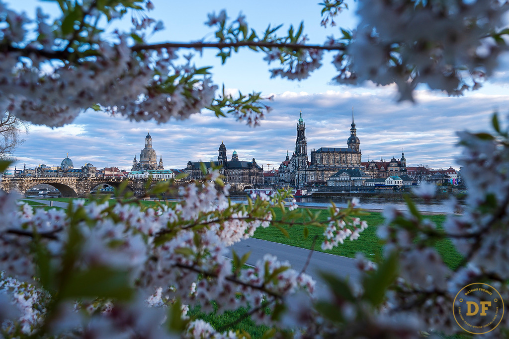 9343-TOP-Baum-Canalettoview-L | Geschenke, Wandbilder und Accessoires mit Motiven aus Dresden und anderen schönen Orten zur Verschönerung Deines zu Hauses und zum verschenken gewünscht? Wähle Deine Lieblingsbild auf dem Produkt Deiner Wahl. 