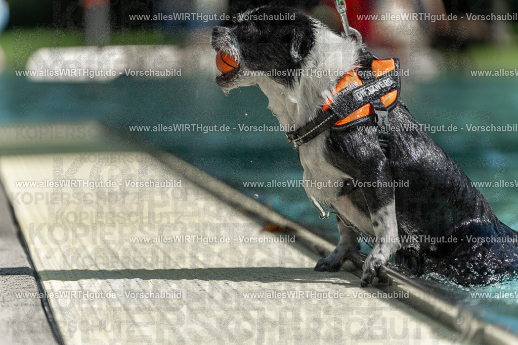 Hundeschwimmen_Volksbad_2026-allesWIRTHgut_Tierfotografie-2609061228-113821-7R500063 | Professionelle Tierfotografie in Mönchengladbach von Daniel Wirth (allesWIRTHgut). Liebevolle & natürliche Bilder von Hunden & Katzen für unvergessliche Erinnerungen.