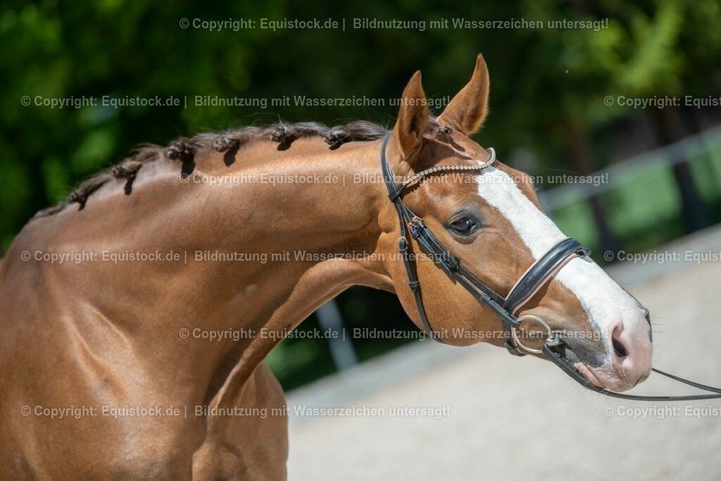 20210531_Warmblut-im-Portrait_0012 | Foto: Thomas Hartig