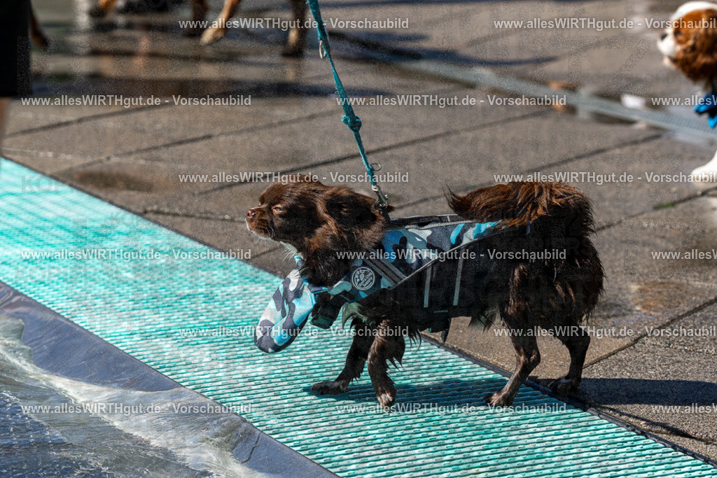 Hundeschwimmen_Volksbad_2026-allesWIRTHgut_Tierfotografie-2609061300-FAY06644 | Professionelle Tierfotografie in Mönchengladbach von Daniel Wirth (allesWIRTHgut). Liebevolle & natürliche Bilder von Hunden & Katzen für unvergessliche Erinnerungen.