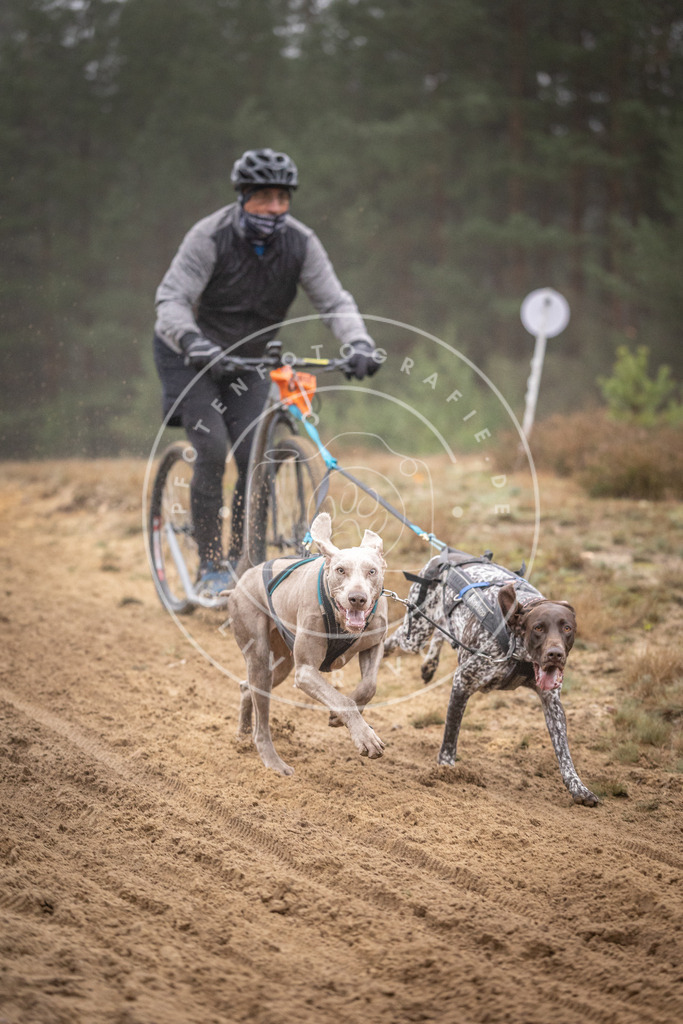 Pfotenfotografie_DV3A1103 | Hundefotografie, Tierfotograf, Pfotenfotografie, Fotoshooting Hund, Hunde Portrait, Hundesport, Hundeportraits, Heideshooting, Hunde, Sportfotograf, Hundefotograf, Turnierhundsport, THS,  - Realisiert mit Pictrs.com