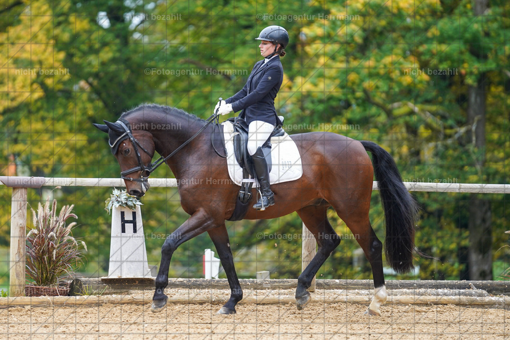 20221008-FAH01593 | Diessen am Ammersee, 2022, Dressur- und Springturnier, Reitsportbilder, Turnierfotografen Bayern, Pferdefotografen, Fotoagentur Herrmann, Turnierbilder