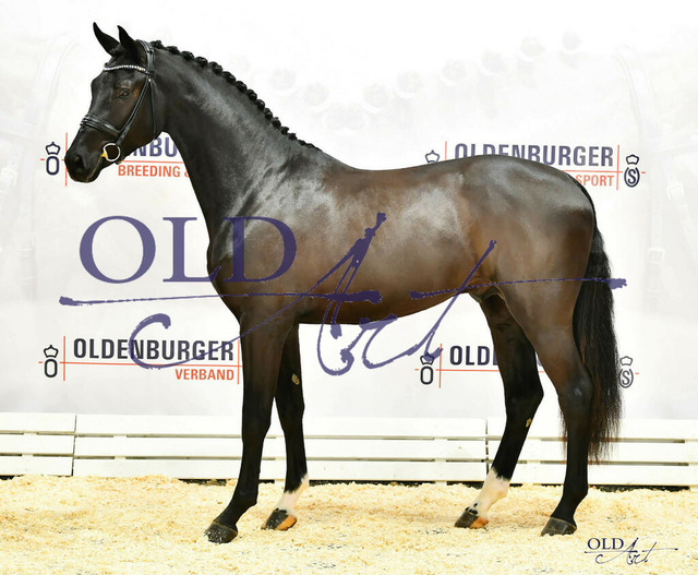 65 DE433330528120 HM Secret - Feedback - De Niro_b | <meta name="description" content="★Offizieller Merchandise und Foto-/Videostore des Oldenburger Verbandes.★ ✅Jetzt auch digital Ausdrucke erhältlich." />
<meta name="keywords" content="Merchandise Foto-/Videostore Oldenburger Verband Photographie 