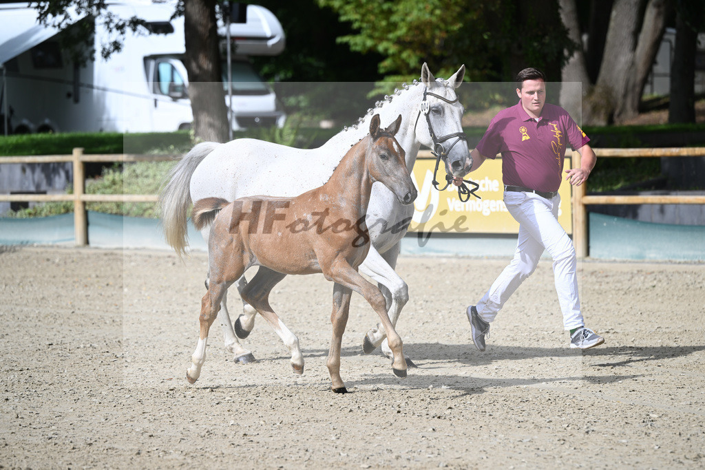 Fohlenauktion Next Chance_49220081 | hf-fotografie - Realisiert mit Pictrs.com