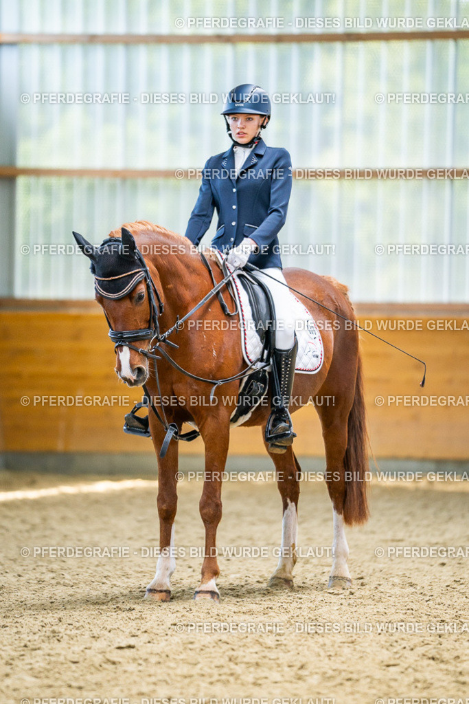 DSC04634 | Pferdegrafie