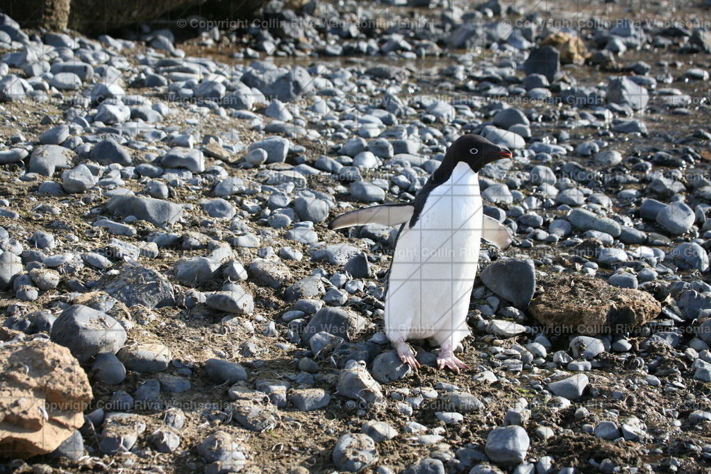 IMG_9620 | Antarktis / Antarctica - Realisiert mit Pictrs.com