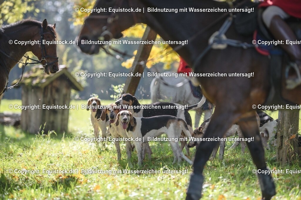 20251011_Jagd-Marbach_0447 | Foto: Thomas Hartig