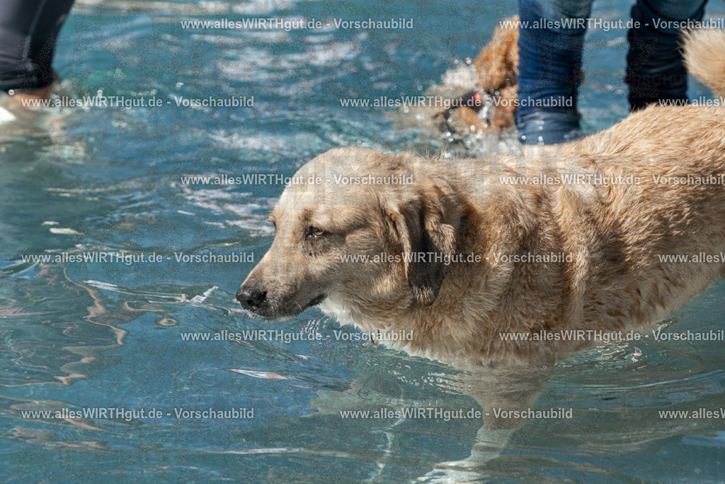 Hundeschwimmen_Volksbad_2026-allesWIRTHgut_Tierfotografie-2609061305-FAY06664 | Professionelle Tierfotografie in Mönchengladbach von Daniel Wirth (allesWIRTHgut). Liebevolle & natürliche Bilder von Hunden & Katzen für unvergessliche Erinnerungen.