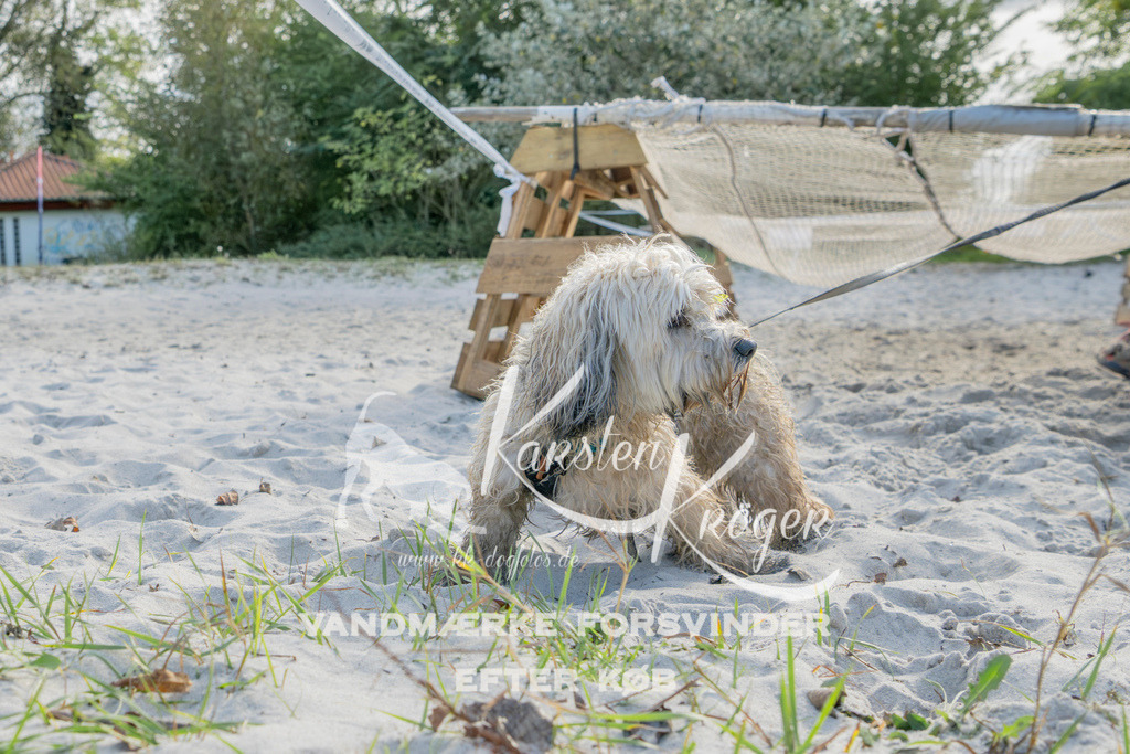 1246_ZZ93517 | kk-dogfotos