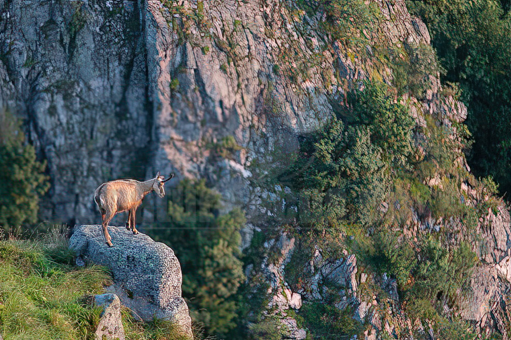 20210725063600 | Die Gämse (Rupicapra rupicapra), in der Jägersprache mit Gams oder Gamswild bezeichnet, ist eine in Europa und Kleinasien beheimatete Art der Ziegenartigen. Zusammen mit der Pyrenäen-Gämse und weiteren Arten gehört sie zur Gattung der Gämsen (Rupicapra). - Realisiert mit Pictrs.com