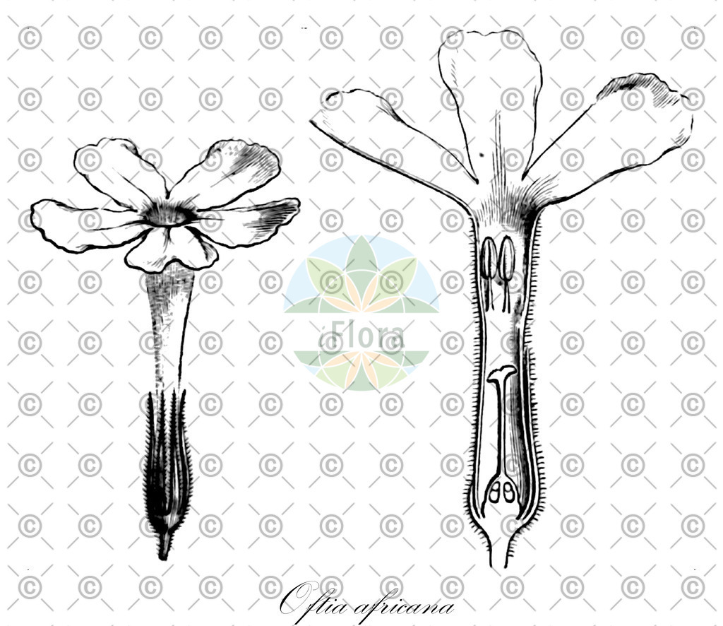HistAbb_wfo-0000384947_1_ENZY_Simple | Historische Abbildung von Oftia africana - Scrophulariaceae | Historical Illustration of Oftia africana - Scrophulariaceae