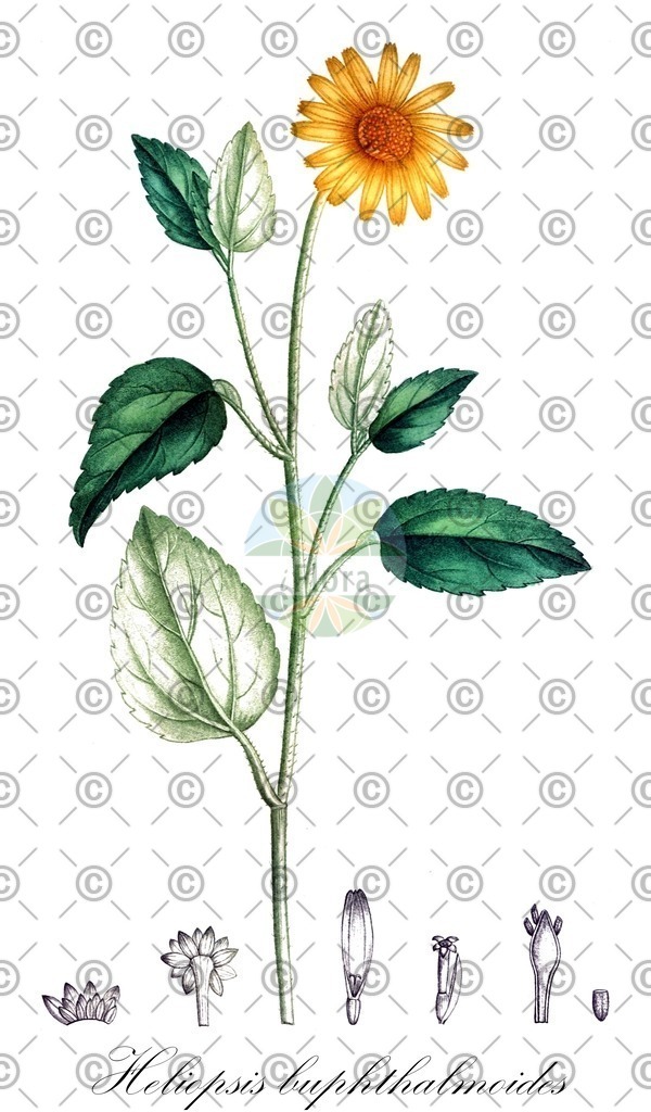 HistAbb_wfo-0000719076_1_ENZY_Simple | Historische Abbildung von Heliopsis buphthalmoides - Asteraceae | Historical Illustration of Heliopsis buphthalmoides - Asteraceae