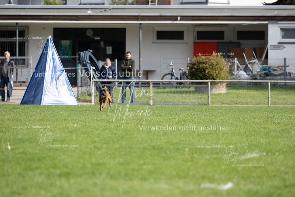 _16A7005 | Einzigartige Fotos von Hunden & Menschen –Actionfotos, Portraits, Vereinsaufnahmen & Paarshootings – authentisch, lebendig & mit Herz.