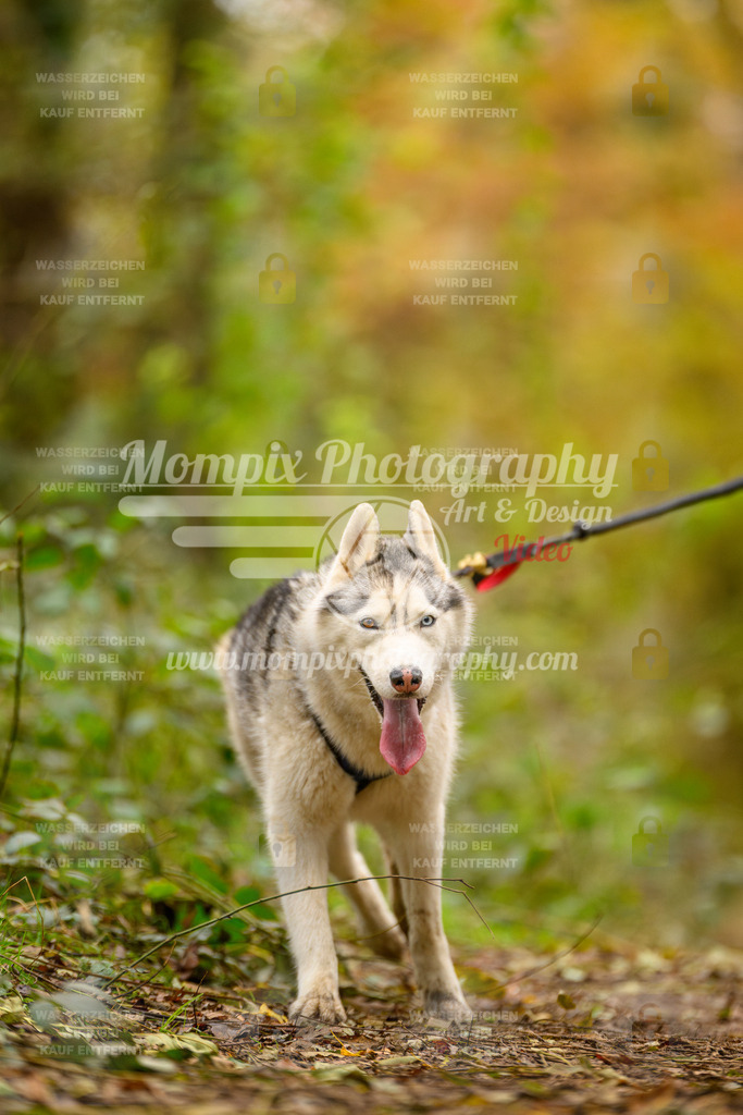 MompixPhotography_Bischwiller24_SA_Canicross-92 | PayLife