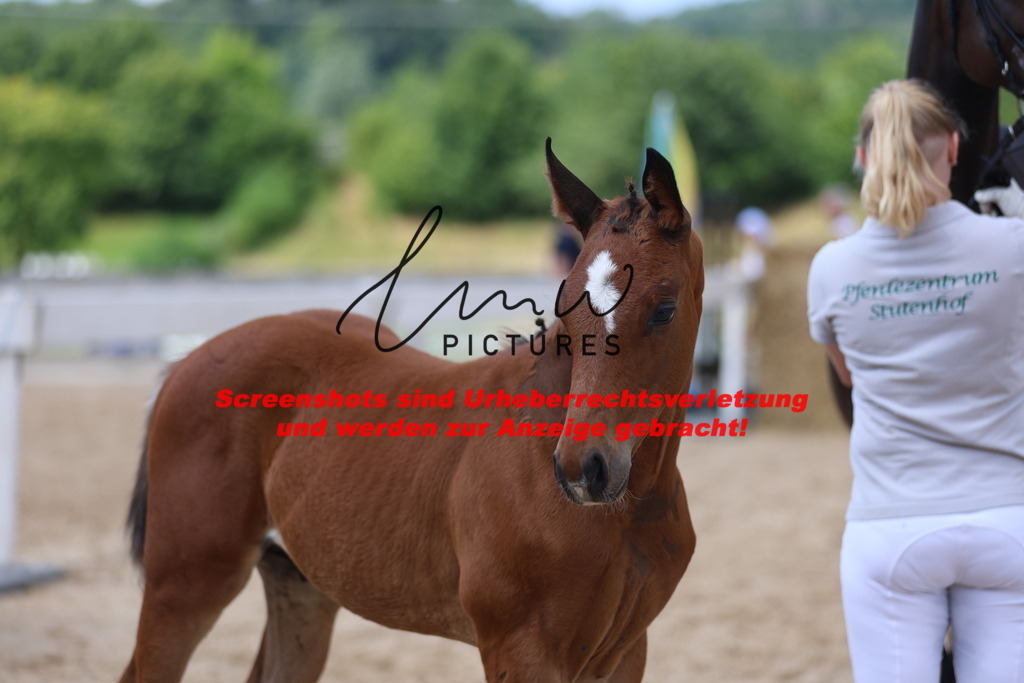 Fohlenschau_Schwäbisch_Hall_dressurbetonte_Fohlen_KN 16_11 | lmwpictures - Realisiert mit Pictrs.com
